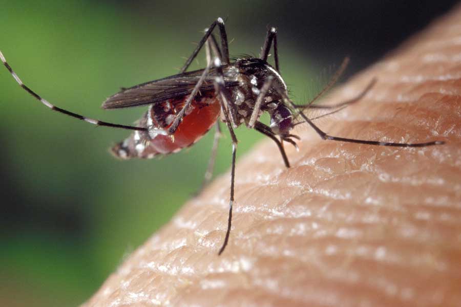 Mückenstiche und Wespenstiche nach Hildegard von Bingen behandeln